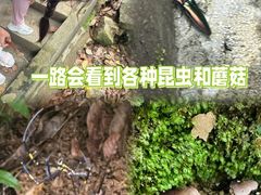 -火炉山森林公园