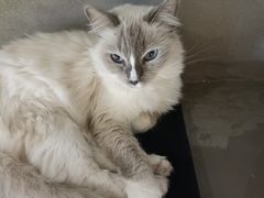 -浣熊柯尔鸭土拨鼠·电玩咖