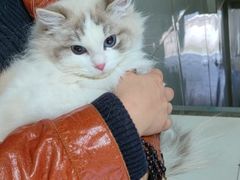 -关爱动物医院·心脏·中兽医·异宠(金牛路分院)