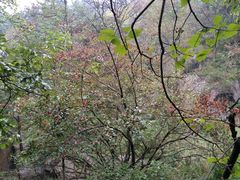 -鲁山国家森林公园