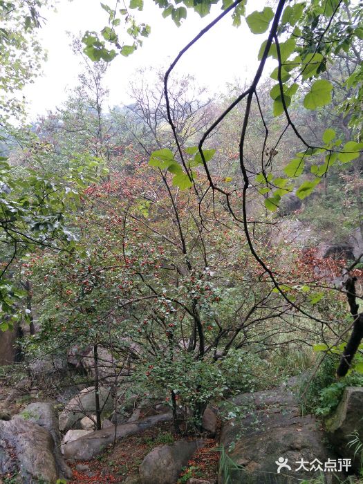 鲁山国家森林公园图片