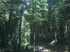 -镇江市南山风景名胜区竹林景区