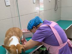 -北京观赏动物医院·24小时大型综合·猫专科·异宠专科