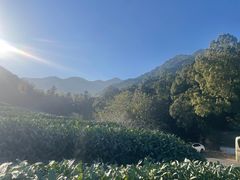 -龙坞茶村