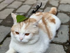 -茯茶镇