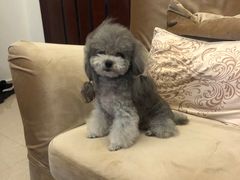 -BABYDOG宝贝狗宠物乐园(欧洲城店)