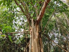 -中国科学院西双版纳热带植物园
