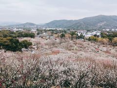 -香雪海