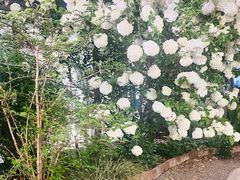 -Jo's Garden