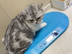 -顺强宠物诊所·狂犬免疫·夜诊·骨科(嘉定店)