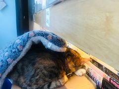 -猫的天空之城概念书店(杭州南宋御街店)