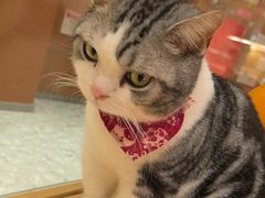 -米乐乖乖猫咪咖啡馆·猫咖(深圳湾后海汇店)