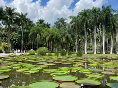 -中国科学院西双版纳热带植物园