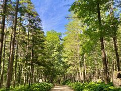 -洛阳白云山景区