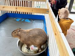 -廊坊固安福朋喜来登酒店