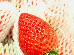 -菜园坝水果市场
