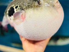 -天正河鲀·河豚亭(大连店)