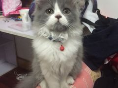 -爱侣宠医·鹦鹉专科·小型哺乳类·异宠专科(灵石路店)