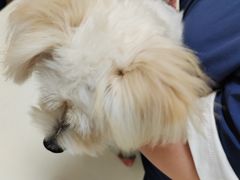 -全心全意连锁动物医院·微创中心·内科急重症·心脏专科(丰管路店)