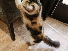 -猫色咖啡·猫咖