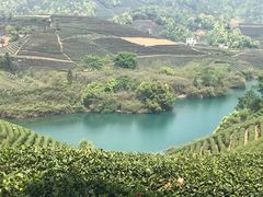 -龙坞茶村