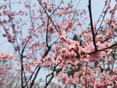 -重庆彩云湖湿地公园
