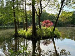 -上海滨江森林公园