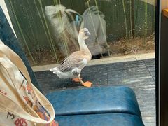 -春记潮汕牛肉火锅