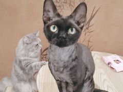 -楼上猫咖(罗湖店)