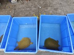 -桥西市场(环城西路)