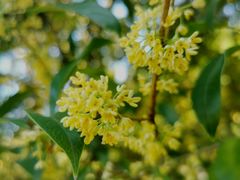 -杭州海华满陇度假酒店