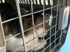 -宠颐生宠物医院·异宠猫科内科·诊疗中心宠巢店