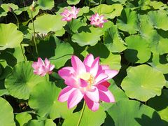 -万源龙顺度假庄园生态观光园