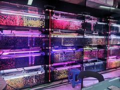 -中环花鸟鱼虫市场