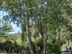 -中国科学院西双版纳热带植物园