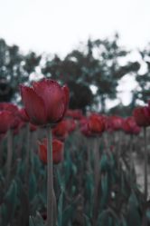 -玄武湖景区-情侣园游乐场