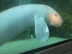 -悉尼海洋生物水族馆