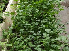 -甜心庄园·甜心草莓采摘园(西青中北店)