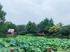 -杭州西子湖四季酒店-WL BISTRO西湖餐厅(灵隐路店)