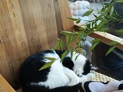 -萤火虫咖啡(后海店)