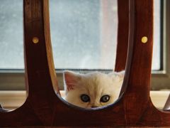 -糯米喵星人总部直营旗舰店·猫舍·幼猫出售