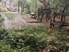 -成都大熊猫繁育研究基地
