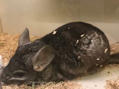 -龙猫仔乐园(惠福东路店)