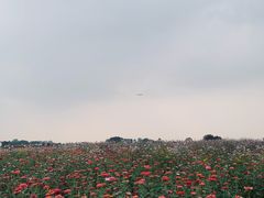 -空港花田景区
