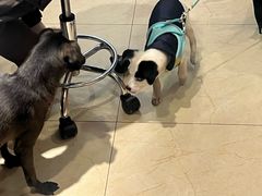 -瑞派申生动物医院·24H夜诊·国际动物医疗中心·骨外科(吴中路店)