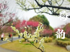-莘庄梅园