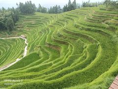 -紫鹊界梯田景区