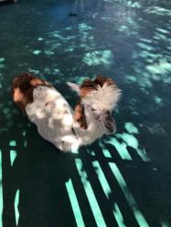 -萌宠亲子动物乐园(槐房万达店)