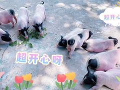 -哈尔滨北方森林动物园