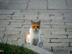 -西园寺